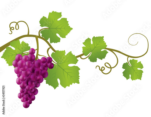 isolated grape illustration