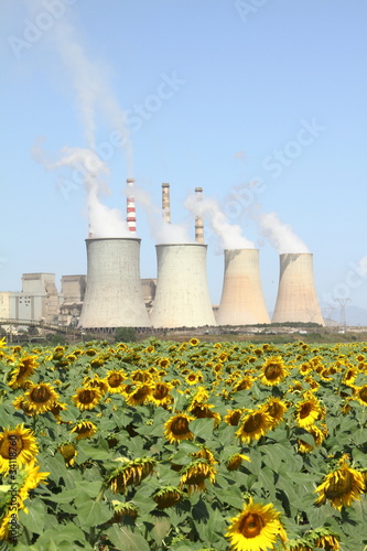 Fototapeta Naklejka Na Ścianę i Meble -  Sunflowers field and power plant