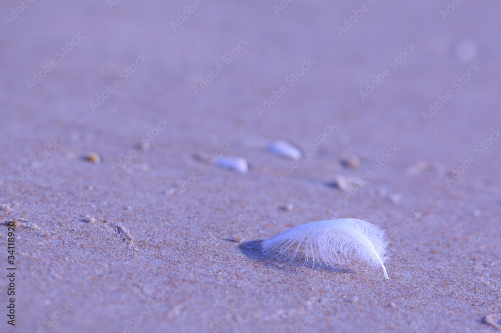 砂浜のカモメの羽根