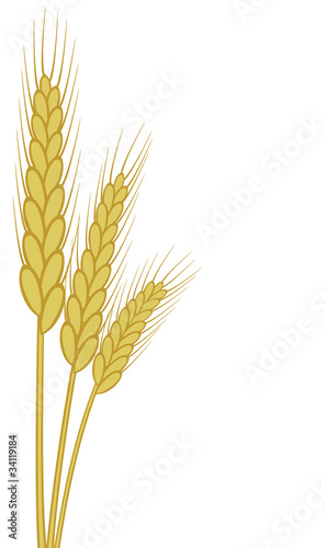 wheat ears