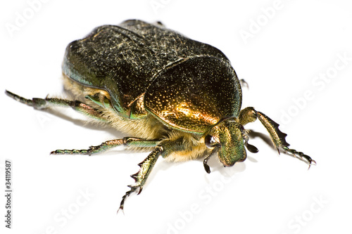 iridescent bug in close up © Gewoldi