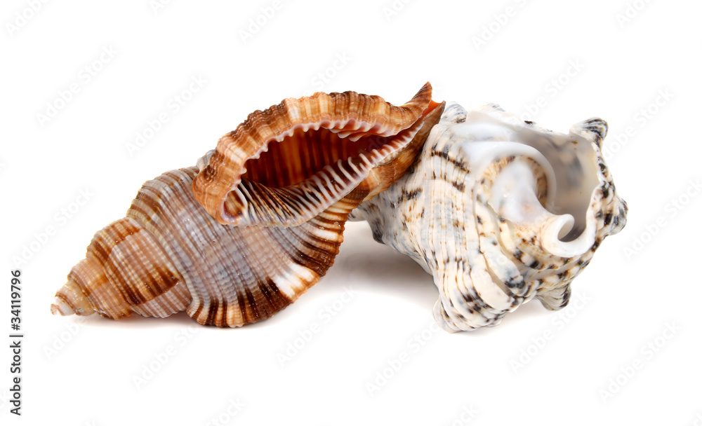 marine cockleshell marine cockleshell
