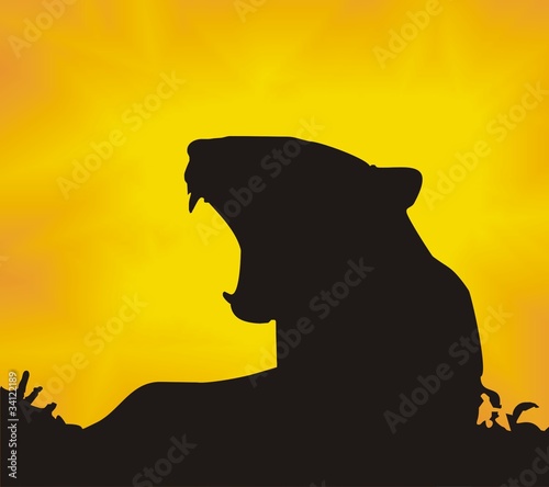 lioness sunset