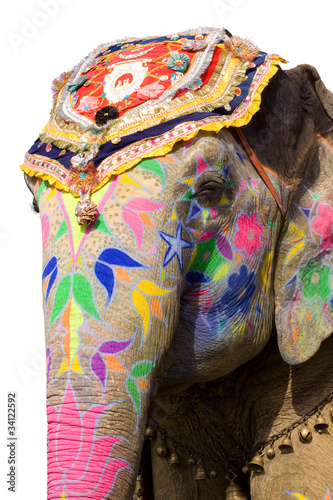 Colorful hand painted elephant , Holi festival , Jaipur, Rajasthan, India  © N | R