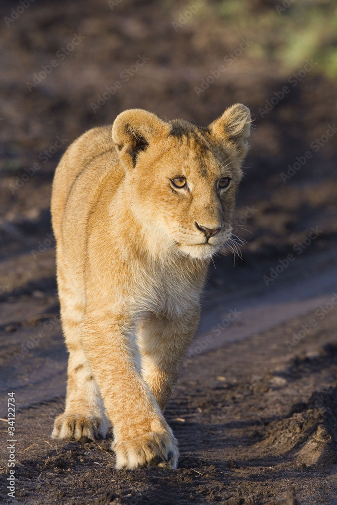 Fototapeta premium African lion cub (Panthera leo)