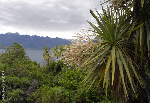 Cabbage tree and typical New Zealand view