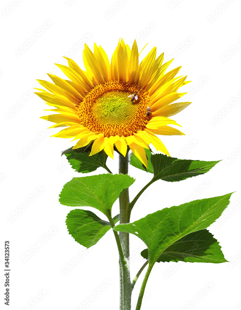 Fototapeta premium Big sunflower