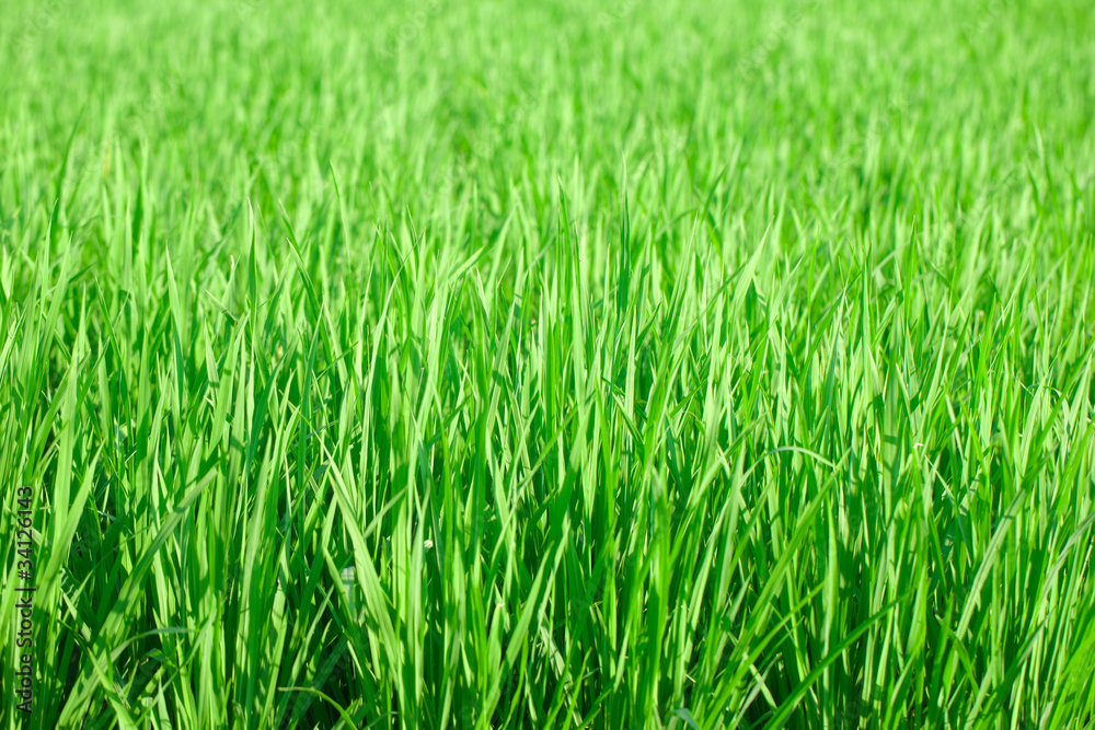Green grass Green grass