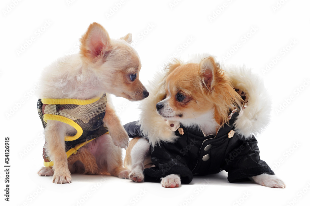 Fototapeta premium chihuahuas et habits