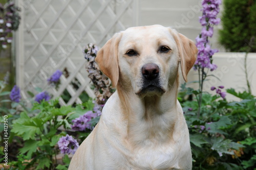 labrador outdoors