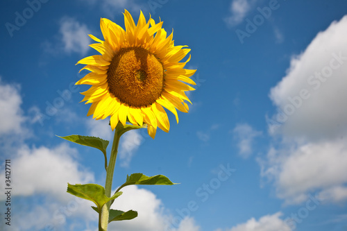 Yellow sunflower.