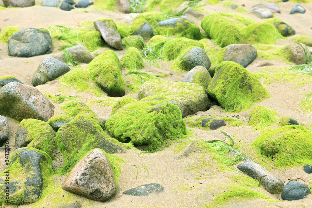 Algues en Bretagne Pollution
