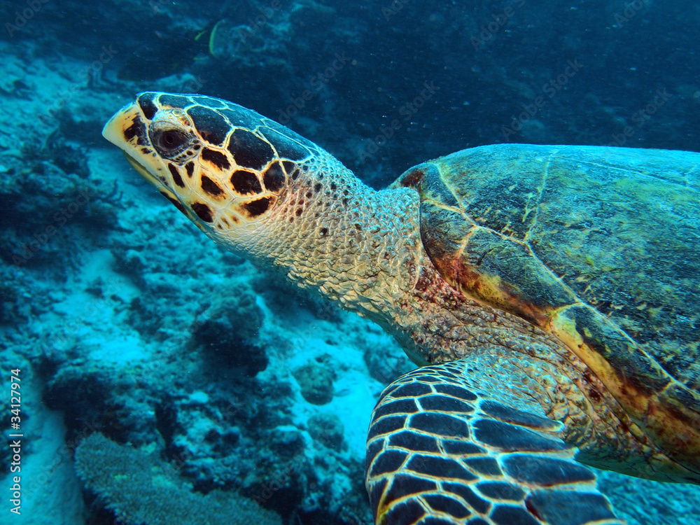Fototapeta premium Hawksbill turtle