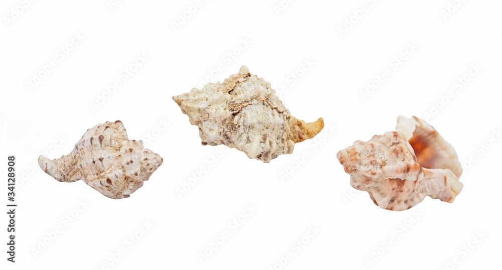 Empty seashell of marine mollusc rapana venosa (thomassiana) Empty seashell of marine mollusc rapana venosa (thomassiana)