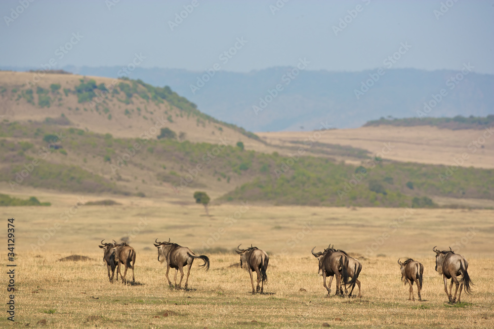 Group of zebras