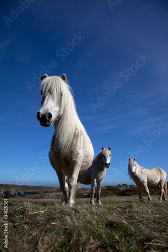 Fototapeta Naklejka Na Ścianę i Meble -  Wild Welsh Ponies