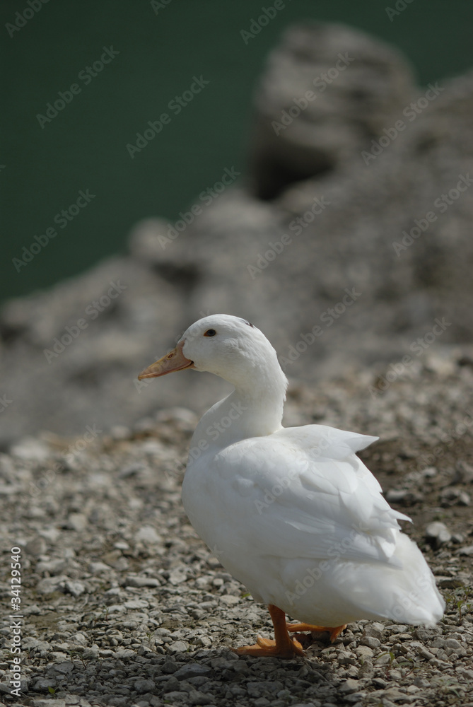 white duck that walks on a beach white duck that walks on a beach