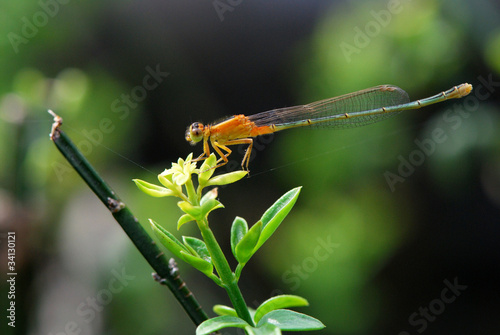 Orange Damselfly, Dragonfly photo