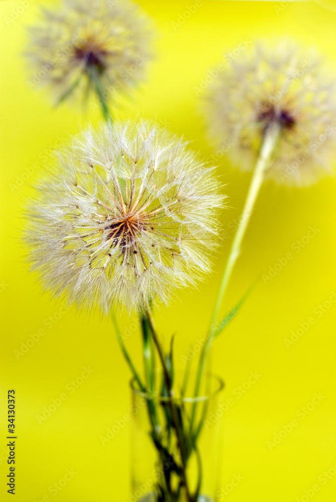dandelions on yellow background
