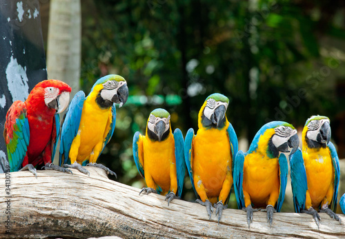 colorful macaws sitting in a tree