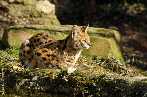 serval
