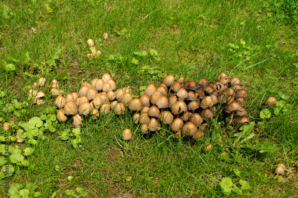 Pilze auf der Wiese Pilze auf der Wiese