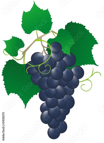 blue vine