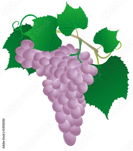 pink vine
