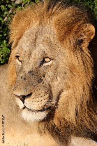 Fototapeta Naklejka Na Ścianę i Meble -  Male Lion Portrait