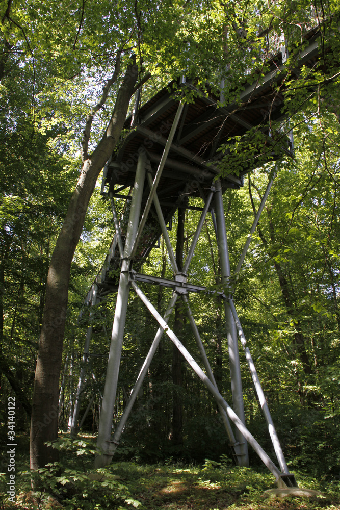 Obraz premium Baumkronenpfad im Nationalpark Hainich