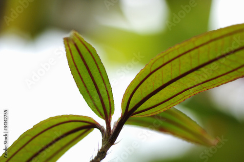 花と植物