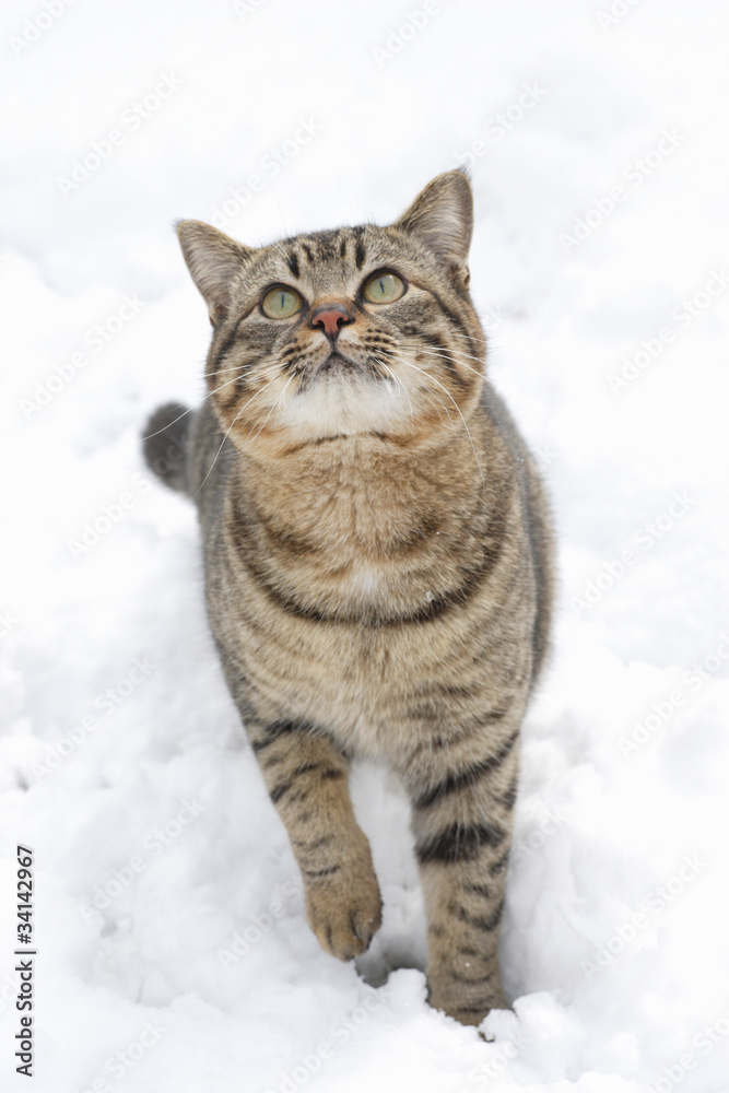 猫 猫