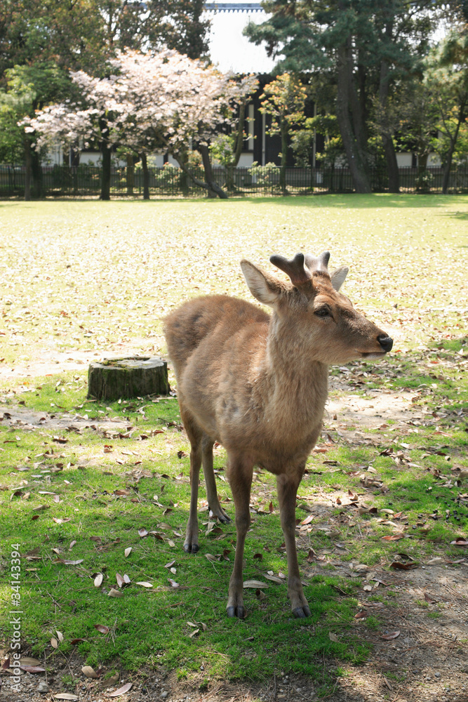 奈良公園の鹿