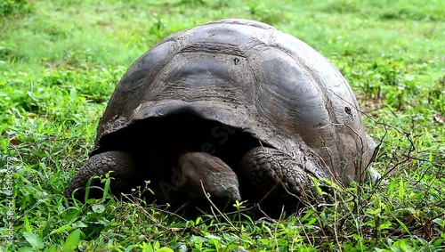 Giant Galapagos Tortoise