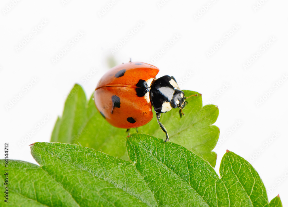 Fototapeta premium Ladybird