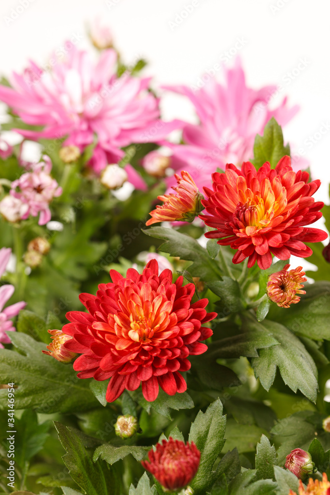 Chrysanthemum Flowers Chrysanthemum Flowers