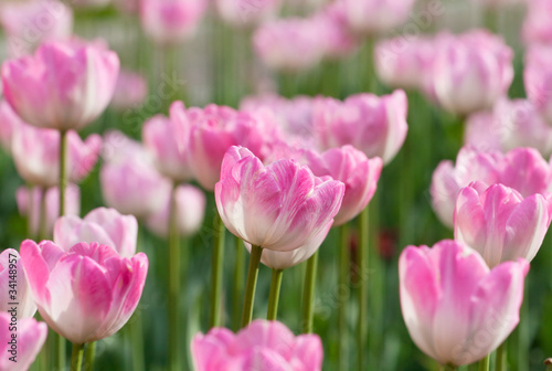Beautiful pink blooming tulips