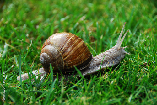 Weinbergschnecke im Gras