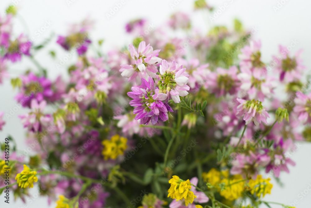 wild flowers on a white background