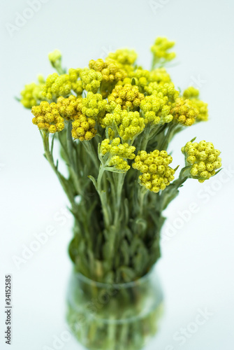 Immortelle (Helychrysum) isolated on white background
