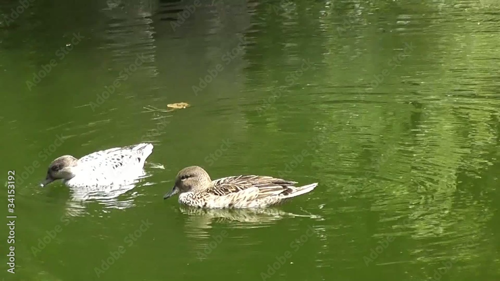Canards