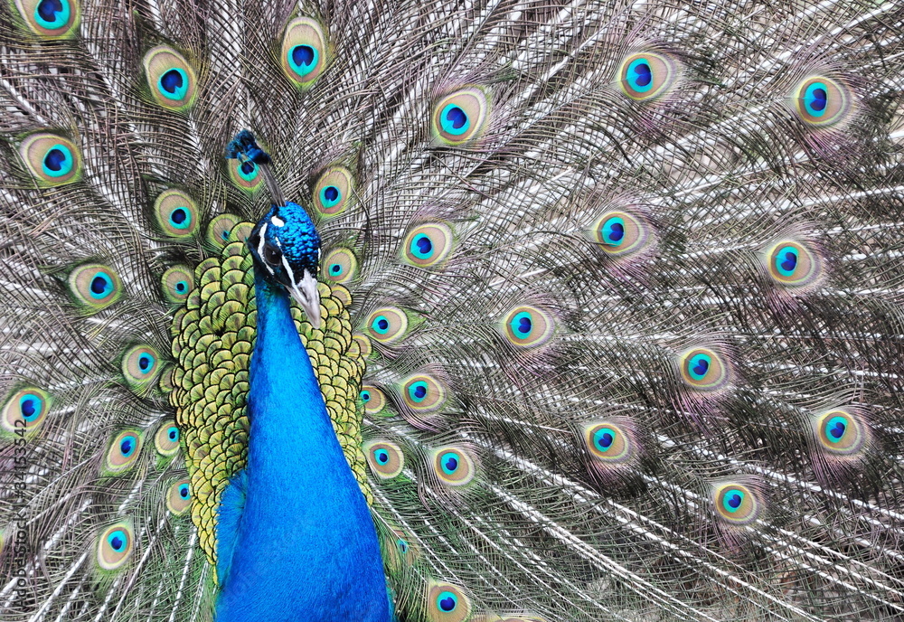 Obraz premium Peacock