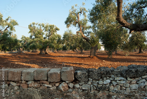olivo