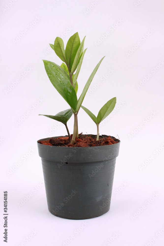Tree in the pot black Tree in the pot black