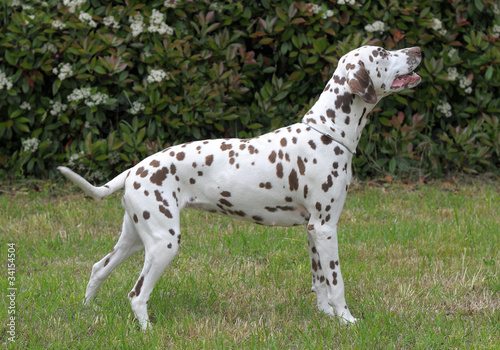 DALMATA