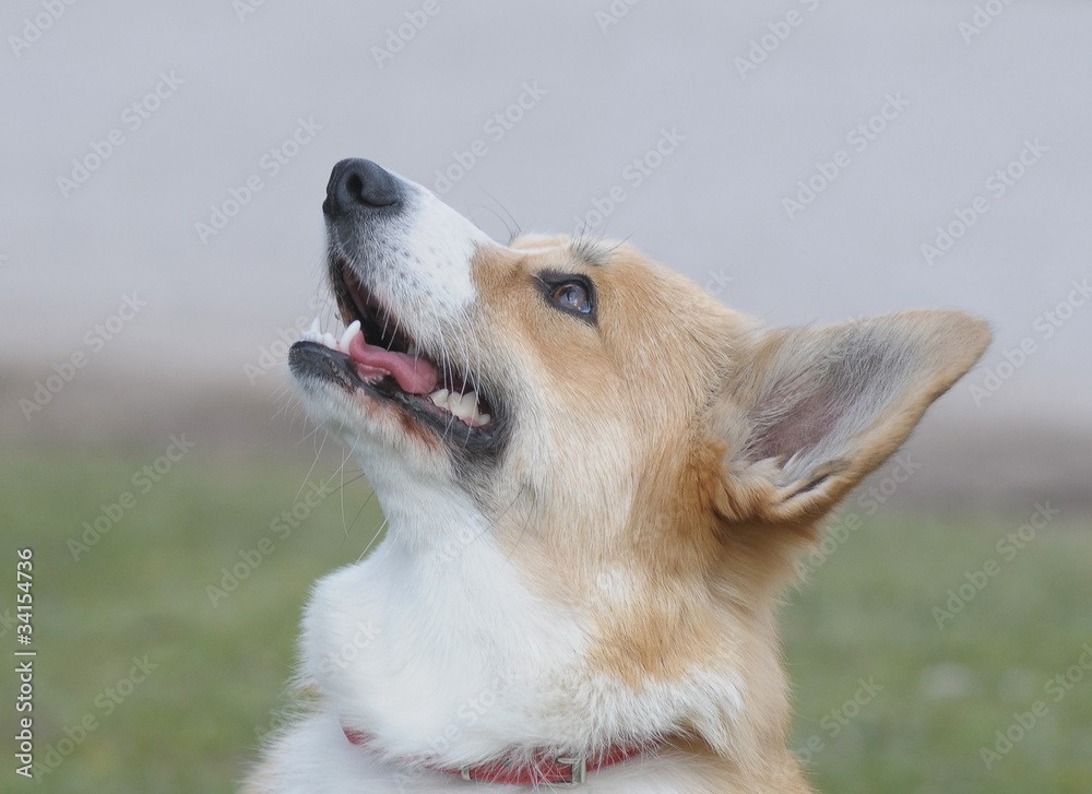 CORGI PEMBROKE CORGI PEMBROKE