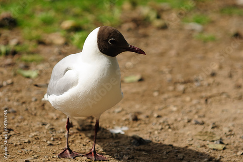 lachmöwe 352