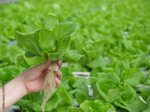 hydrophonic plantation