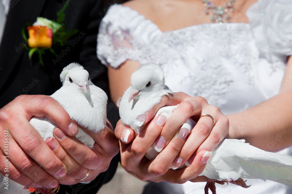 Wedding pigeons in hands of the groom and the bride Wedding pigeons in hands of the groom and the bride