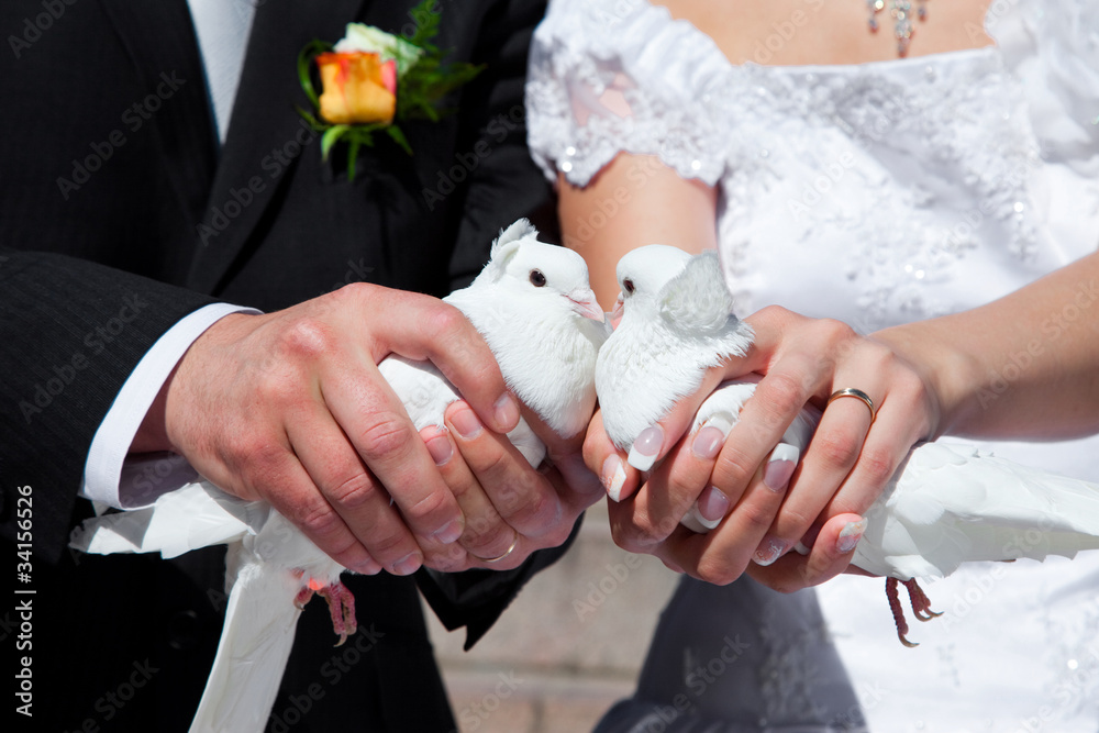 Wedding pigeons in hands of the groom and the bride Wedding pigeons in hands of the groom and the bride